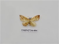 藏品(尺蛾290)的圖片